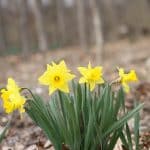 Daffodils in Park Woods