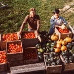 Keith and Ellen Helmuth bringing in part of the market garden tomato and squash harvest, North Hill Farm, 1983.