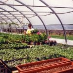 Ellen Helmuth in her market garden greenhouse, North Hill Farm, 1994. Orchard visible through the open side of the greenhouse