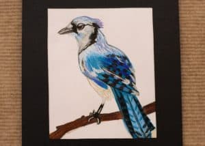 Marissa Clark, 10, Blue Jay, Colored Pencil