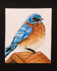 Marissa Clark, 10, Eastern Bluebird, Colored Pencil